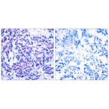 Immunohistochemistry - JunD (Phospho-Ser255) Antibody from Signalway Antibody (11028) - Antibodies.com