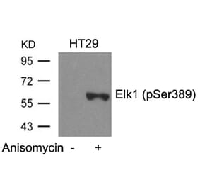 Western blot - Elk1 (Phospho-Ser389) Antibody from Signalway Antibody (11037) - Antibodies.com