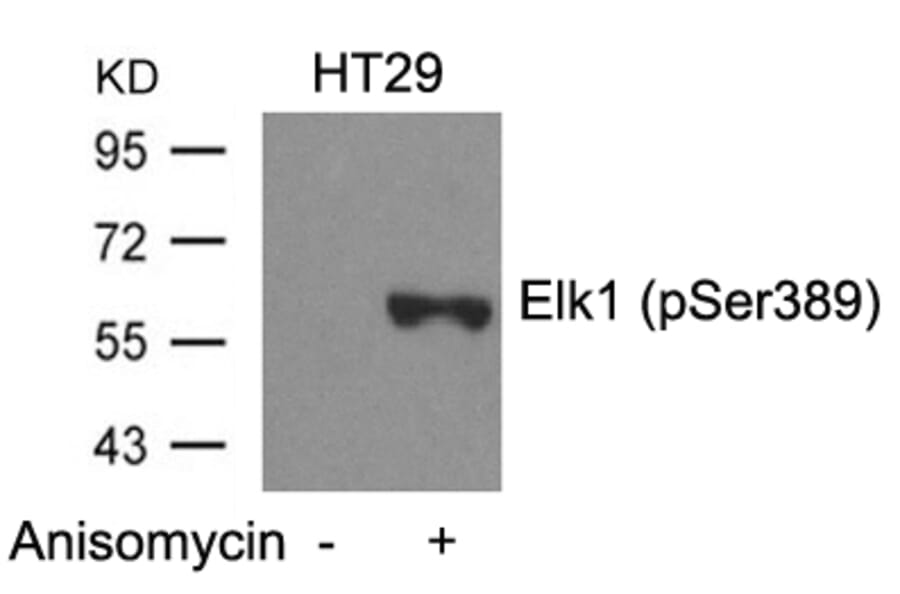 Western blot - Elk1 (Phospho-Ser389) Antibody from Signalway Antibody (11037) - Antibodies.com