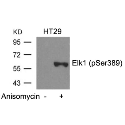 Western blot - Elk1 (Phospho-Ser389) Antibody from Signalway Antibody (11037) - Antibodies.com