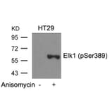 Western blot - Elk1 (Phospho-Ser389) Antibody from Signalway Antibody (11037) - Antibodies.com