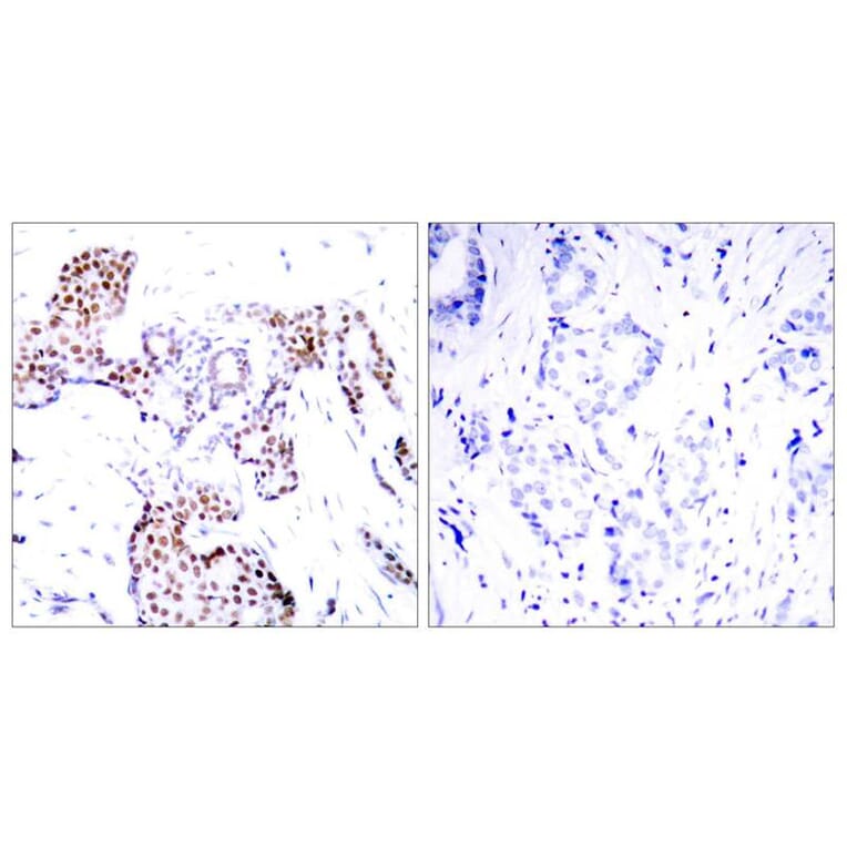 Immunohistochemistry - Elk1 (Phospho-Ser389) Antibody from Signalway Antibody (11037) - Antibodies.com