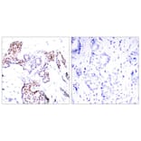 Immunohistochemistry - Elk1 (Phospho-Ser389) Antibody from Signalway Antibody (11037) - Antibodies.com
