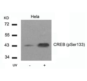 Western blot - CREB (Phospho-Ser133) Antibody from Signalway Antibody (11052) - Antibodies.com