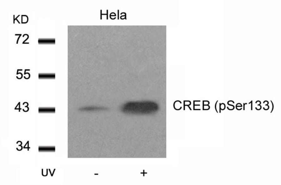 Western blot - CREB (Phospho-Ser133) Antibody from Signalway Antibody (11052) - Antibodies.com