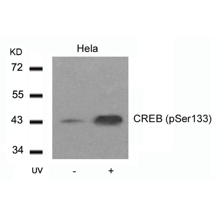 Western blot - CREB (Phospho-Ser133) Antibody from Signalway Antibody (11052) - Antibodies.com