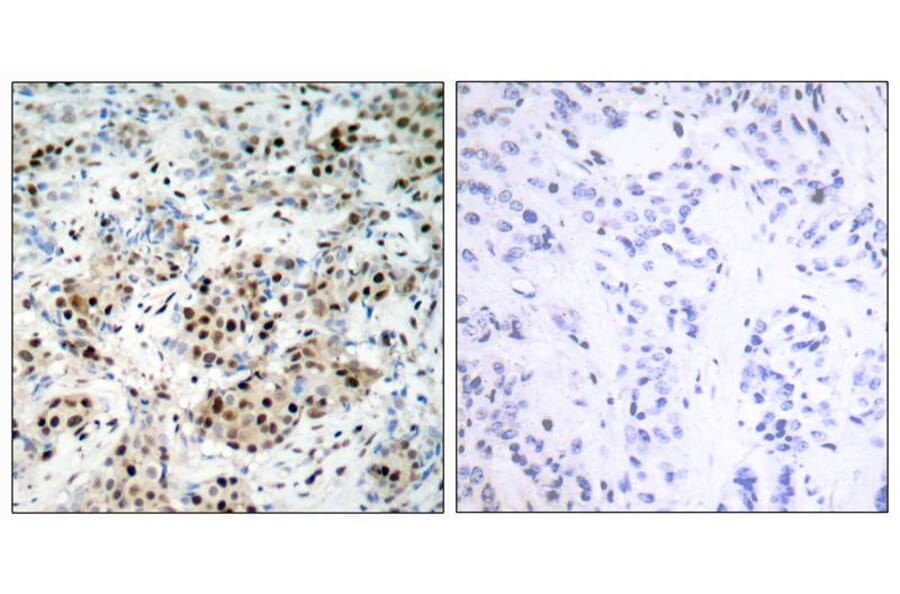 Immunohistochemistry - CREB (Phospho-Ser133) Antibody from Signalway Antibody (11052) - Antibodies.com