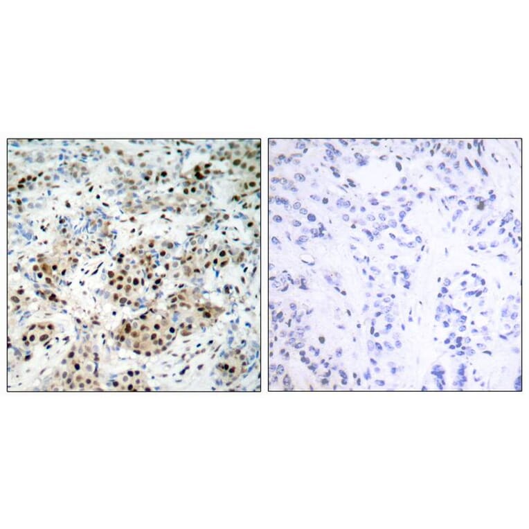 Immunohistochemistry - CREB (Phospho-Ser133) Antibody from Signalway Antibody (11052) - Antibodies.com