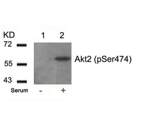Western blot - Akt2 (Phospho-Ser474) Antibody from Signalway Antibody (11124) - Antibodies.com