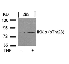 Western blot - IKK a (Phospho-Thr23) Antibody from Signalway Antibody (11129) - Antibodies.com
