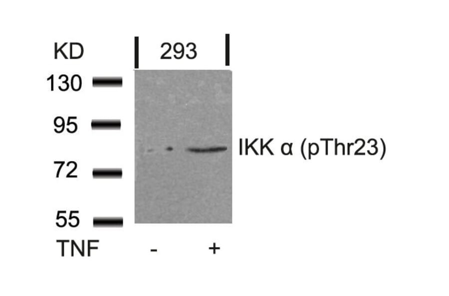 Western blot - IKK a (Phospho-Thr23) Antibody from Signalway Antibody (11129) - Antibodies.com