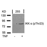 Western blot - IKK a (Phospho-Thr23) Antibody from Signalway Antibody (11129) - Antibodies.com