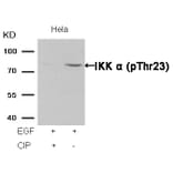 Western blot - IKK a (Phospho-Thr23) Antibody from Signalway Antibody (11129) - Antibodies.com