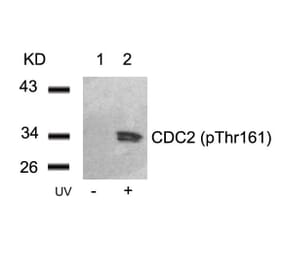 Western blot - CDC2 (Phospho-Thr161) Antibody from Signalway Antibody (11134) - Antibodies.com
