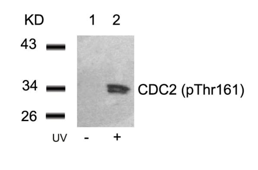 Western blot - CDC2 (Phospho-Thr161) Antibody from Signalway Antibody (11134) - Antibodies.com