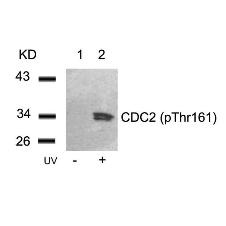 Western blot - CDC2 (Phospho-Thr161) Antibody from Signalway Antibody (11134) - Antibodies.com