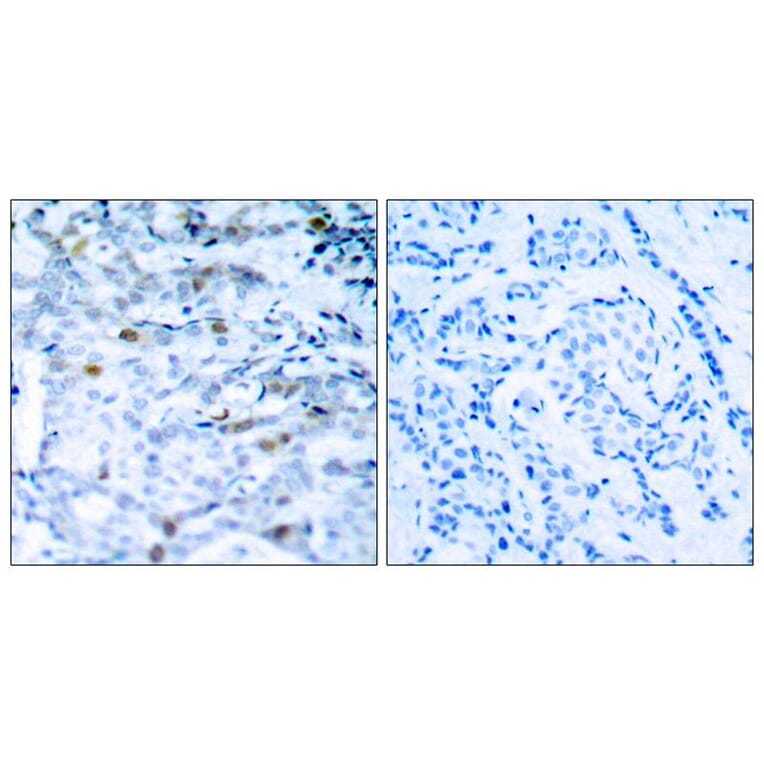 Immunohistochemistry - CDC2 (Phospho-Thr161) Antibody from Signalway Antibody (11134) - Antibodies.com