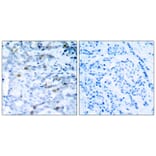 Immunohistochemistry - CDC2 (Phospho-Thr161) Antibody from Signalway Antibody (11134) - Antibodies.com