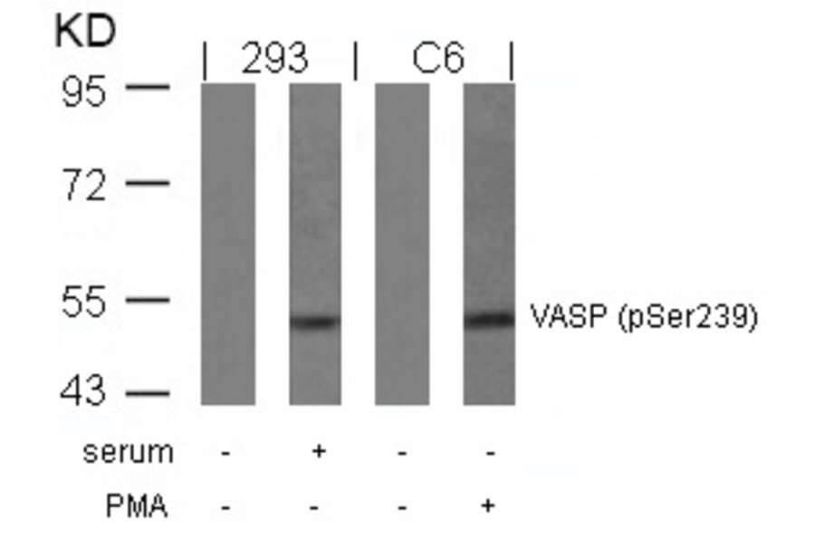 Western blot - VASP (Phospho-Ser239) Antibody from Signalway Antibody (11158) - Antibodies.com