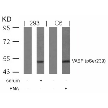 Western blot - VASP (Phospho-Ser239) Antibody from Signalway Antibody (11158) - Antibodies.com