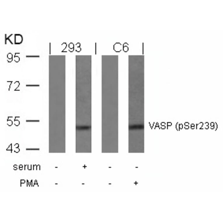 Western blot - VASP (Phospho-Ser239) Antibody from Signalway Antibody (11158) - Antibodies.com