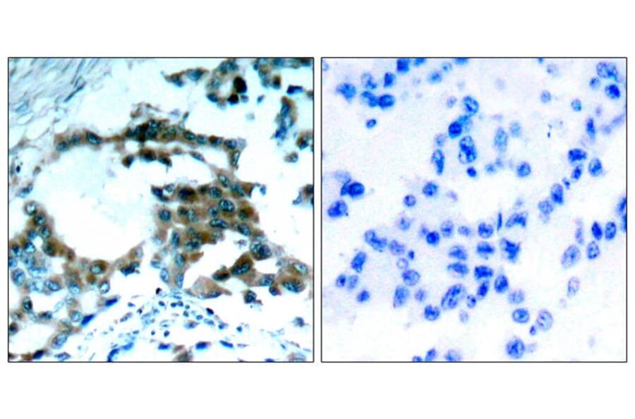 Immunohistochemistry - PKCth (Phospho-Ser695) Antibody from Signalway Antibody (11173) - Antibodies.com