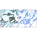 Immunohistochemistry - PKCth (Phospho-Ser695) Antibody from Signalway Antibody (11173) - Antibodies.com