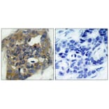 Immunohistochemistry - ASK1 (Phospho-Ser966) Antibody from Signalway Antibody (11179) - Antibodies.com