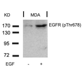Western blot - EGFR (Phospho-Thr678) Antibody from Signalway Antibody (11186) - Antibodies.com