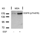 Western blot - EGFR (Phospho-Thr678) Antibody from Signalway Antibody (11186) - Antibodies.com