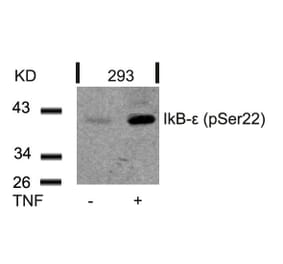 Western blot - IkB-e (Phospho-Ser22) Antibody from Signalway Antibody (11213) - Antibodies.com