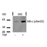 Western blot - IkB-e (Phospho-Ser22) Antibody from Signalway Antibody (11213) - Antibodies.com