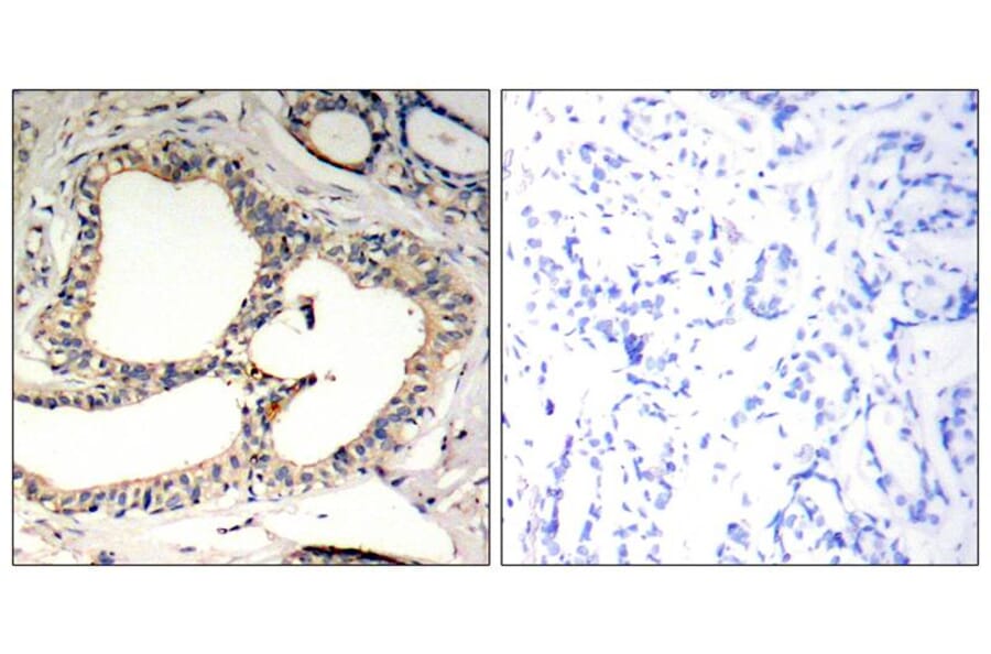 Immunohistochemistry - IkB-e (Phospho-Ser22) Antibody from Signalway Antibody (11213) - Antibodies.com