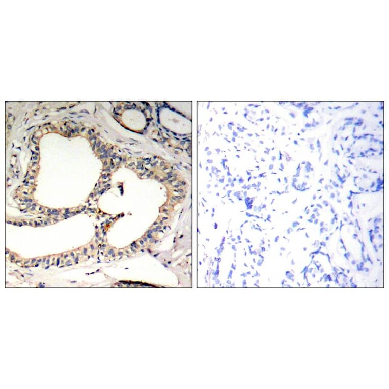 Immunohistochemistry - IkB-e (Phospho-Ser22) Antibody from Signalway Antibody (11213) - Antibodies.com