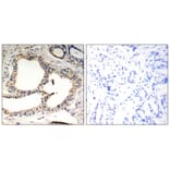 Immunohistochemistry - IkB-e (Phospho-Ser22) Antibody from Signalway Antibody (11213) - Antibodies.com