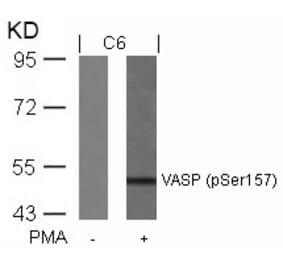 Western blot - VASP (Phospho-Ser157) Antibody from Signalway Antibody (11214) - Antibodies.com