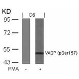 Western blot - VASP (Phospho-Ser157) Antibody from Signalway Antibody (11214) - Antibodies.com