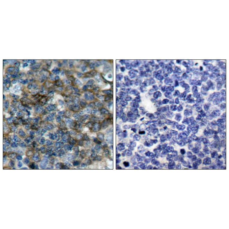 Immunohistochemistry - VASP (Phospho-Ser157) Antibody from Signalway Antibody (11214) - Antibodies.com