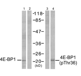 Western blot - 4E-BP1 (Phospho-Thr37) Antibody from Signalway Antibody (11222) - Antibodies.com