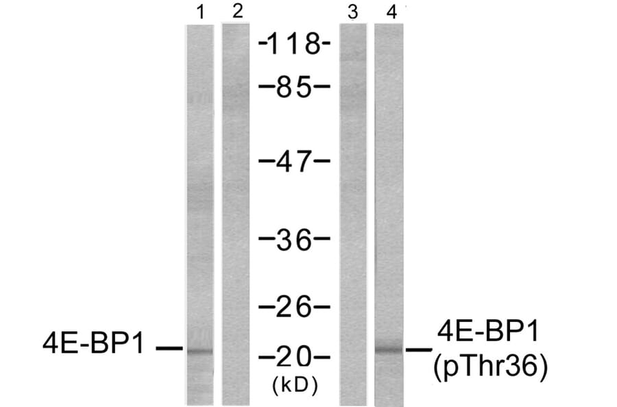 Western blot - 4E-BP1 (Phospho-Thr37) Antibody from Signalway Antibody (11222) - Antibodies.com