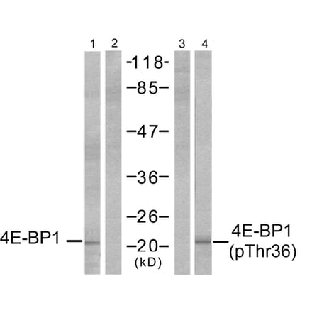 Western blot - 4E-BP1 (Phospho-Thr37) Antibody from Signalway Antibody (11222) - Antibodies.com