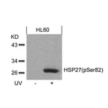 Western blot - HSP27 (Phospho-Ser82) Antibody from Signalway Antibody (11248) - Antibodies.com