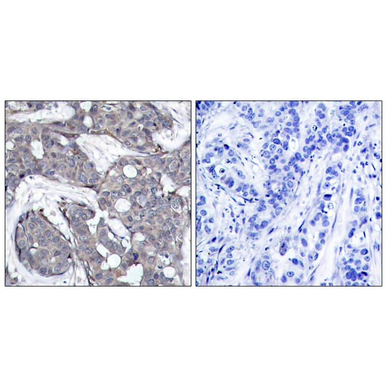 Immunohistochemistry - HSP27 (Phospho-Ser82) Antibody from Signalway Antibody (11248) - Antibodies.com
