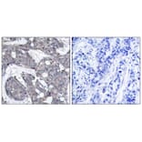 Immunohistochemistry - HSP27 (Phospho-Ser82) Antibody from Signalway Antibody (11248) - Antibodies.com
