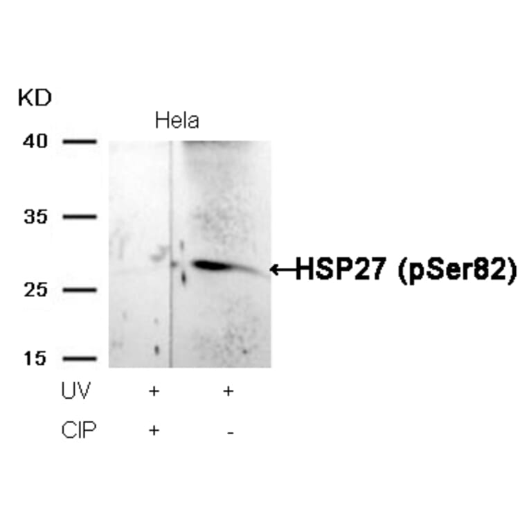 Western blot - HSP27 (Phospho-Ser82) Antibody from Signalway Antibody (11248) - Antibodies.com