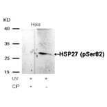 Western blot - HSP27 (Phospho-Ser82) Antibody from Signalway Antibody (11248) - Antibodies.com