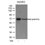 Western blot - RelB (Phospho-Ser573) Antibody from Signalway Antibody (11255) - Antibodies.com