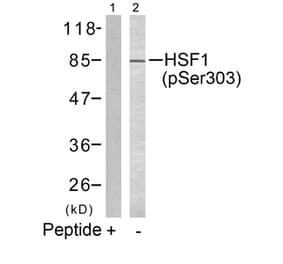 Western blot - HSF1 (phospho-Ser303) Antibody from Signalway Antibody (11263) - Antibodies.com
