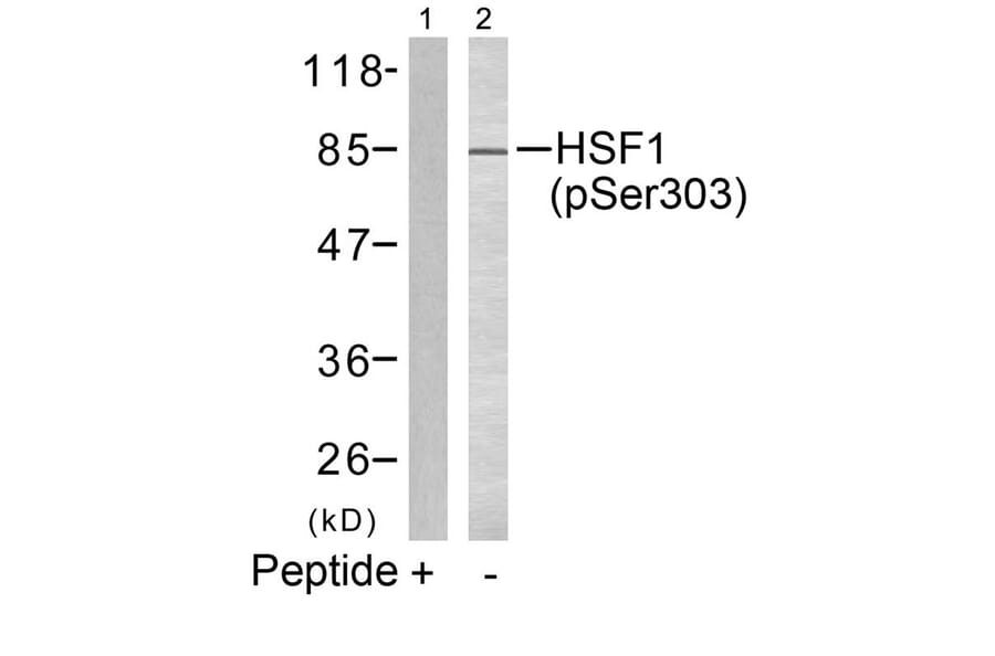 Western blot - HSF1 (phospho-Ser303) Antibody from Signalway Antibody (11263) - Antibodies.com