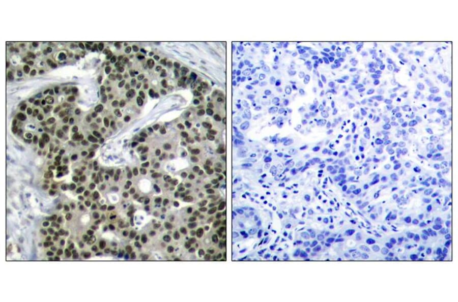 Immunohistochemistry - HSF1 (phospho-Ser303) Antibody from Signalway Antibody (11263) - Antibodies.com